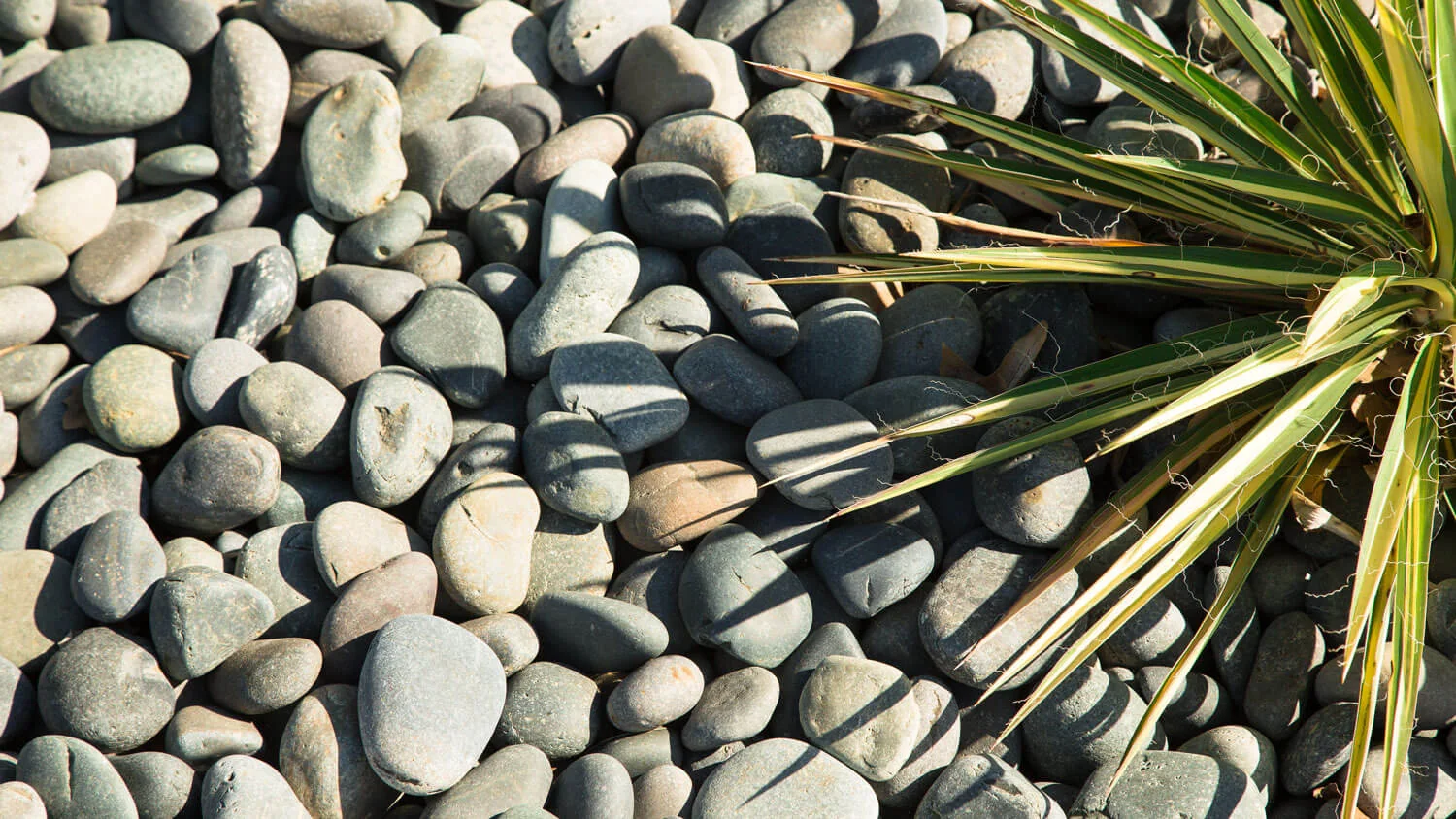 bright edge yucca in mexican beach pebble
