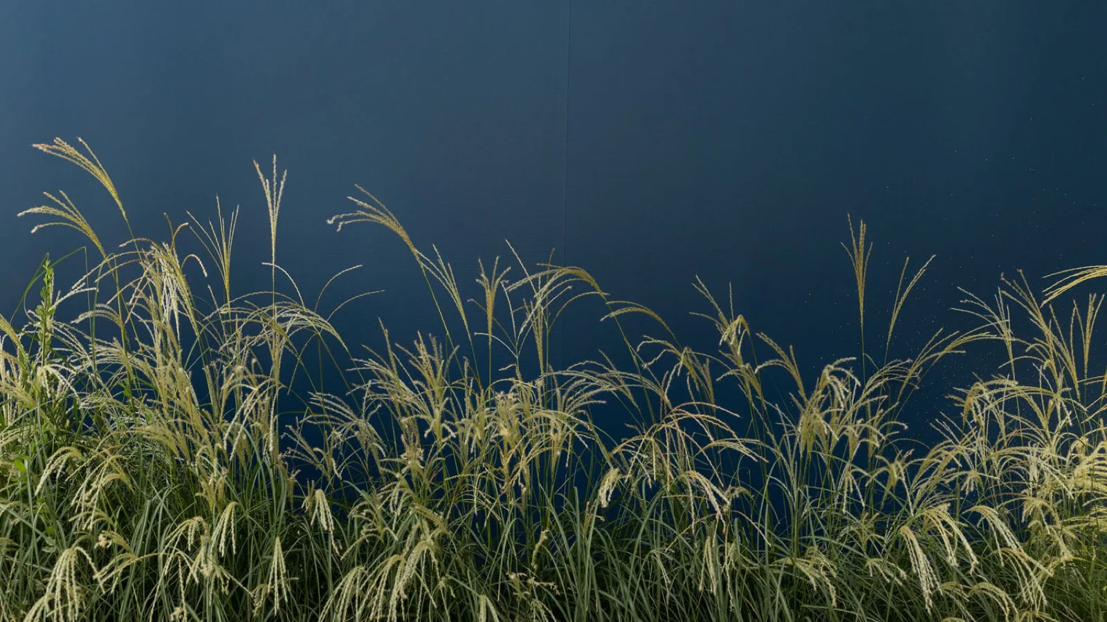 The pool amenity · the new standard